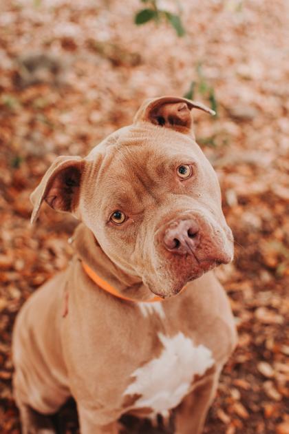 Enlarge 92145a Grie Man - VIP, a Adoptable mixed breed in North Charleston, SC image 3/3