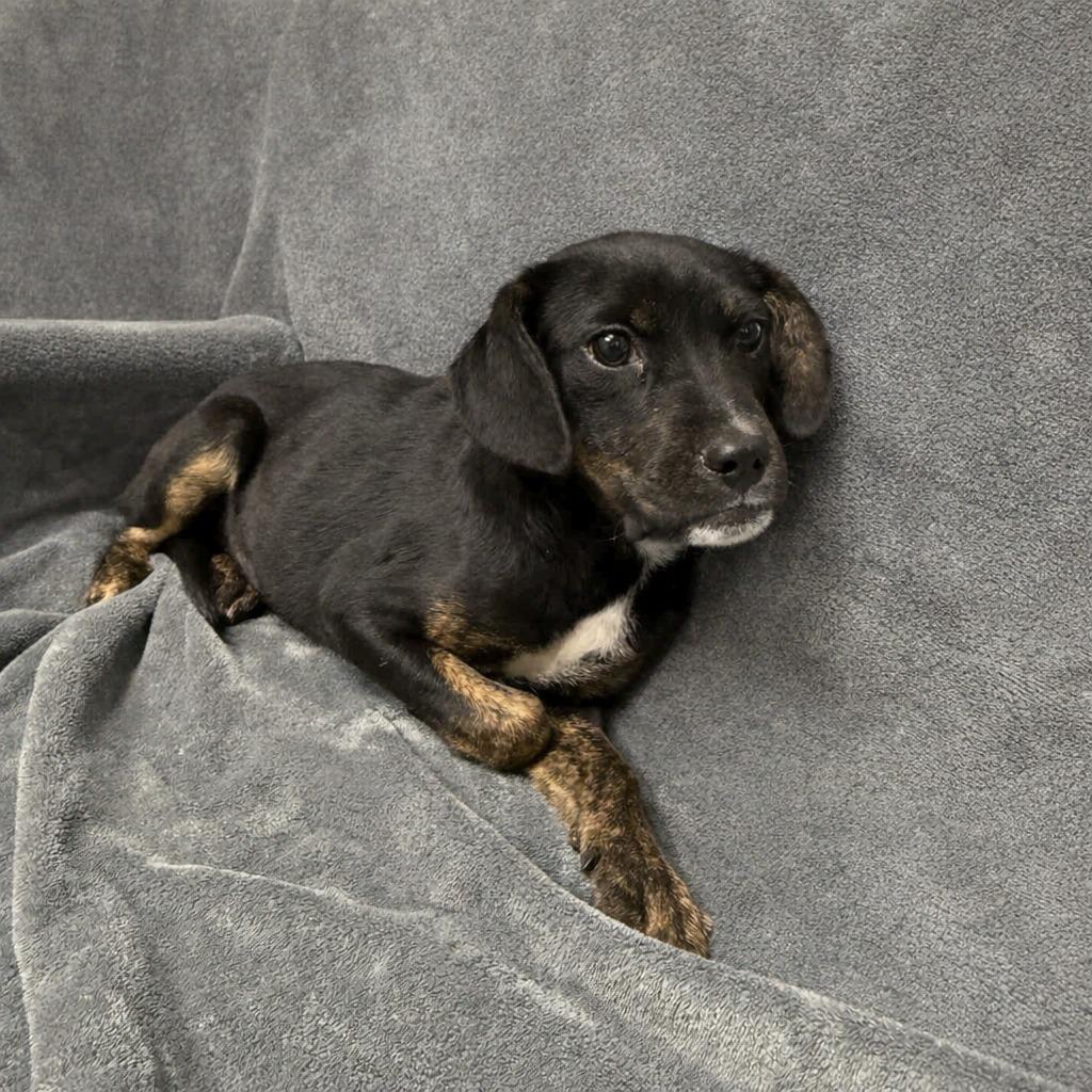 Enlarge Winifred, a Adoptable mixed breed in Brenham, TX image 4/6