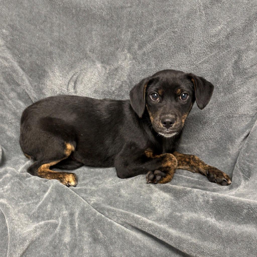 Enlarge Winifred, a Adoptable mixed breed in Brenham, TX image 5/6