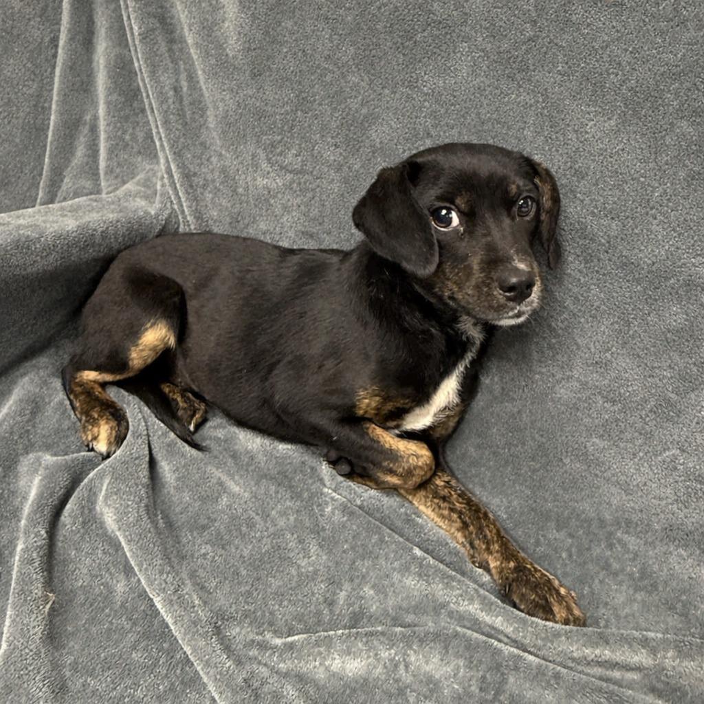 Enlarge Winifred, a Adoptable mixed breed in Brenham, TX image 2/6