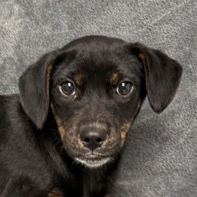 Winifred, Adoptable, Puppy Female Labrador Retriever & Australian Shepherd.
