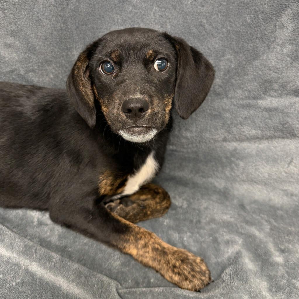 Enlarge Winifred, a Adoptable mixed breed in Brenham, TX image 6/6