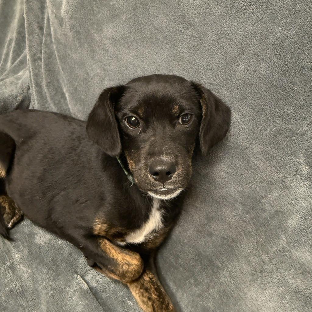 Enlarge Winifred, a Adoptable mixed breed in Brenham, TX image 3/6