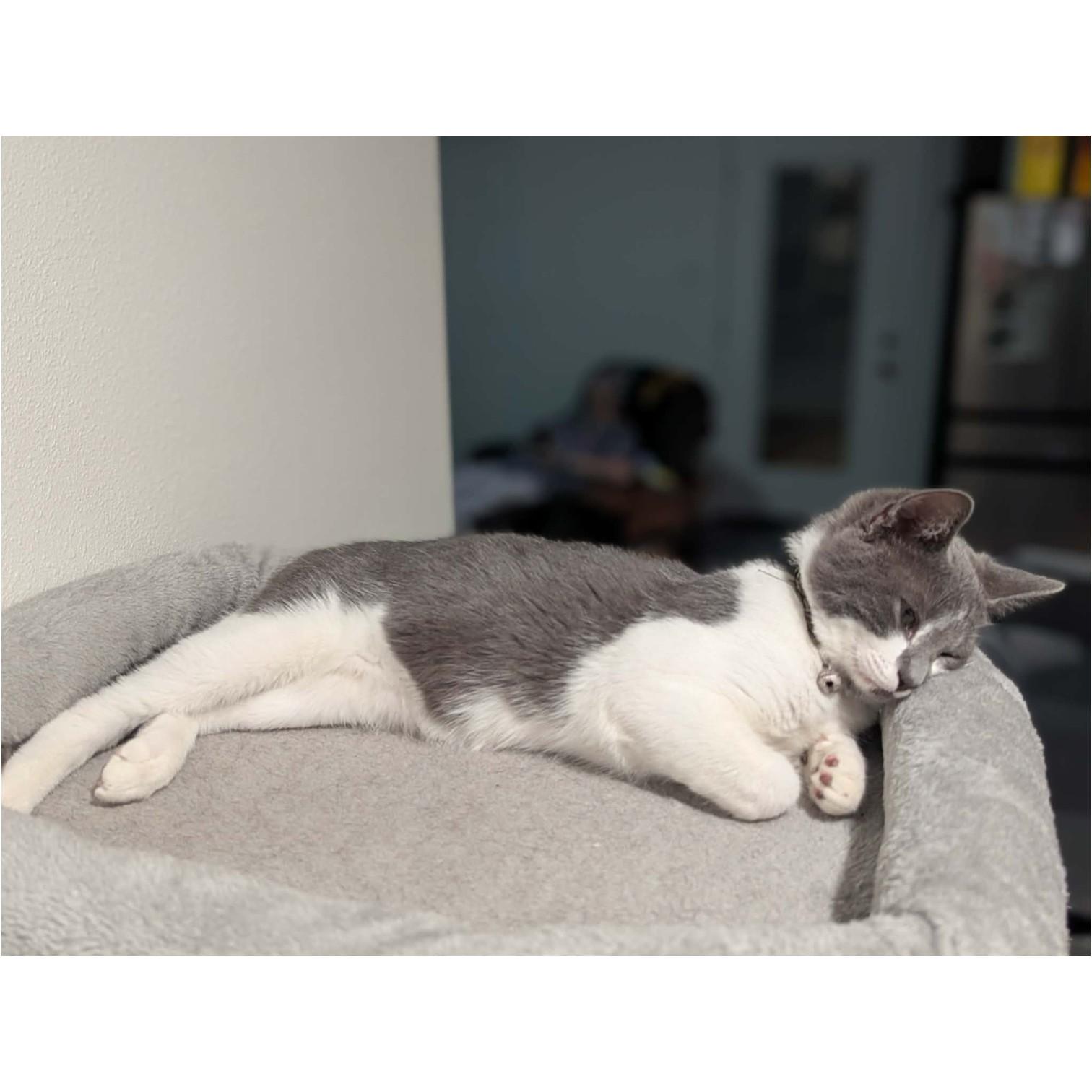 Enlarge Bugs, an adopted mixed breed in Fort Worth, TX image 5/6