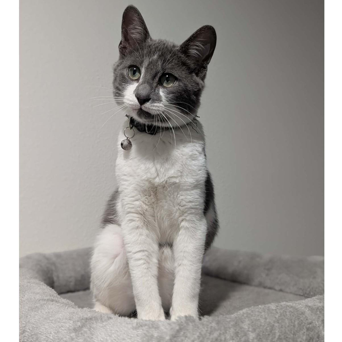 Bugs, adopted, Kitten Male Domestic Medium Hair.