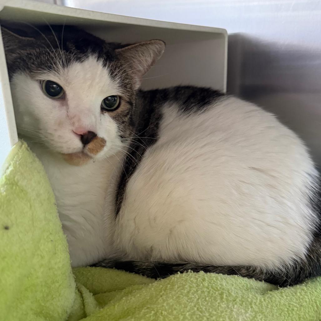 Enlarge Django, a Adoptable Domestic Short Hair in Cedaredge, CO image 1/1