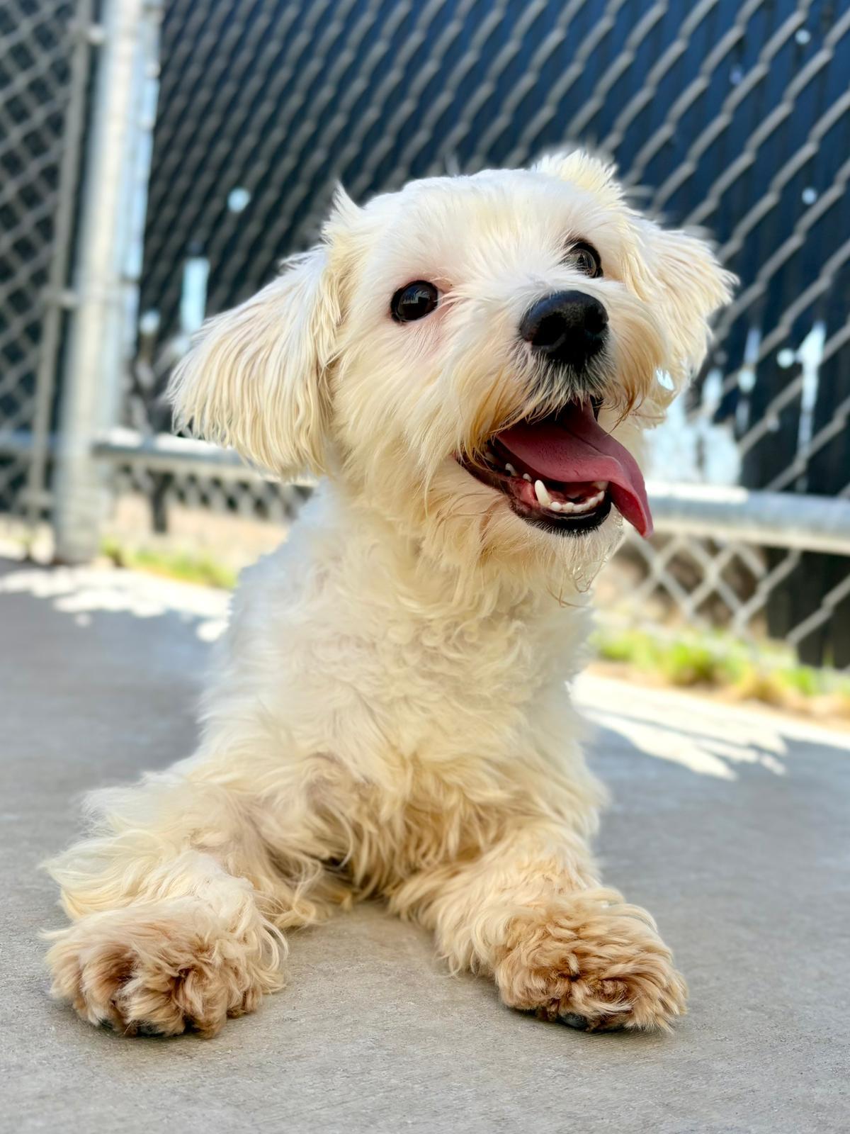 Enlarge Daphne, a ADOPTABLE mixed breed in Medicine Hat, AB image 1/1