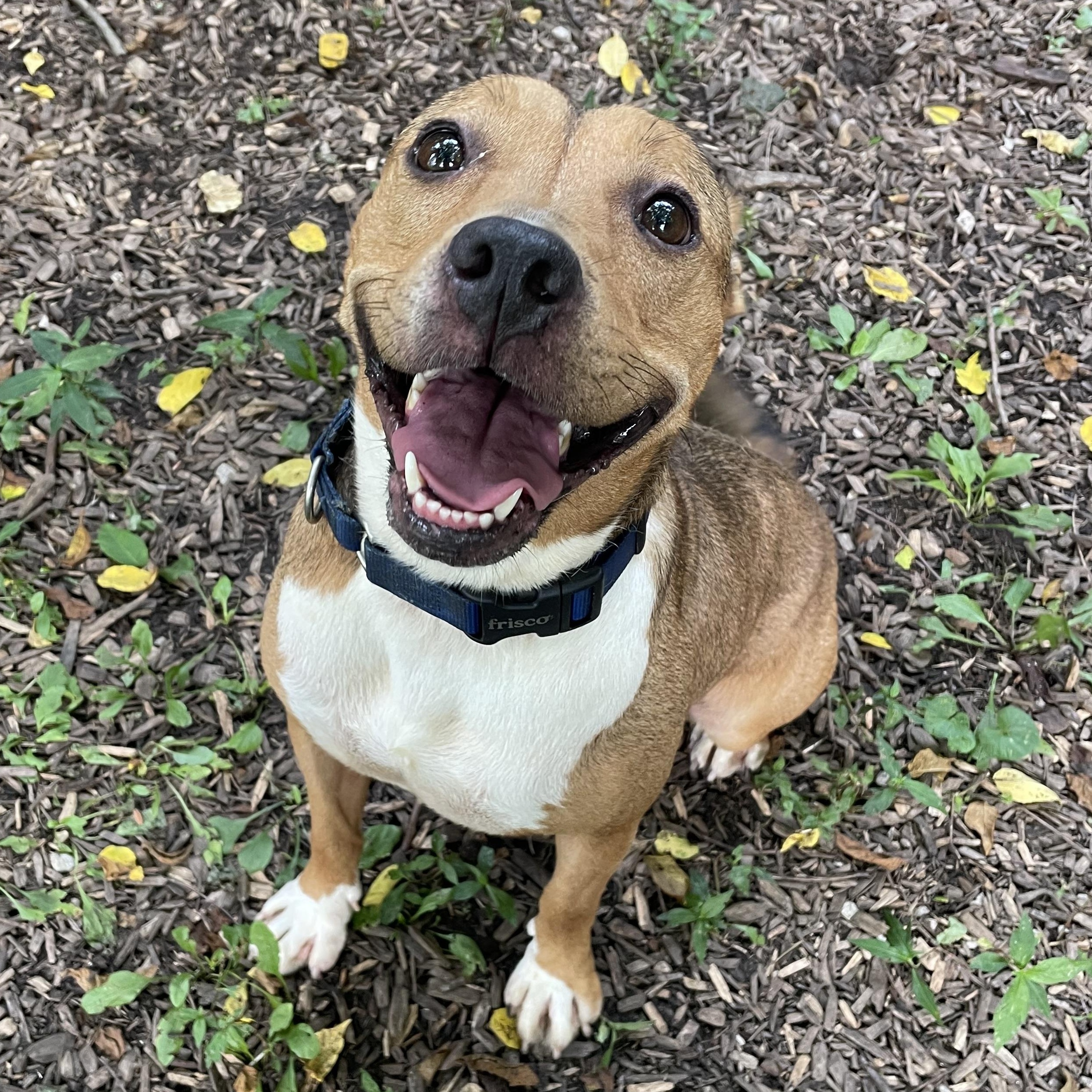 Enlarge Bubbles, a ADOPTABLE mixed breed in Spencer, IN image 3/3