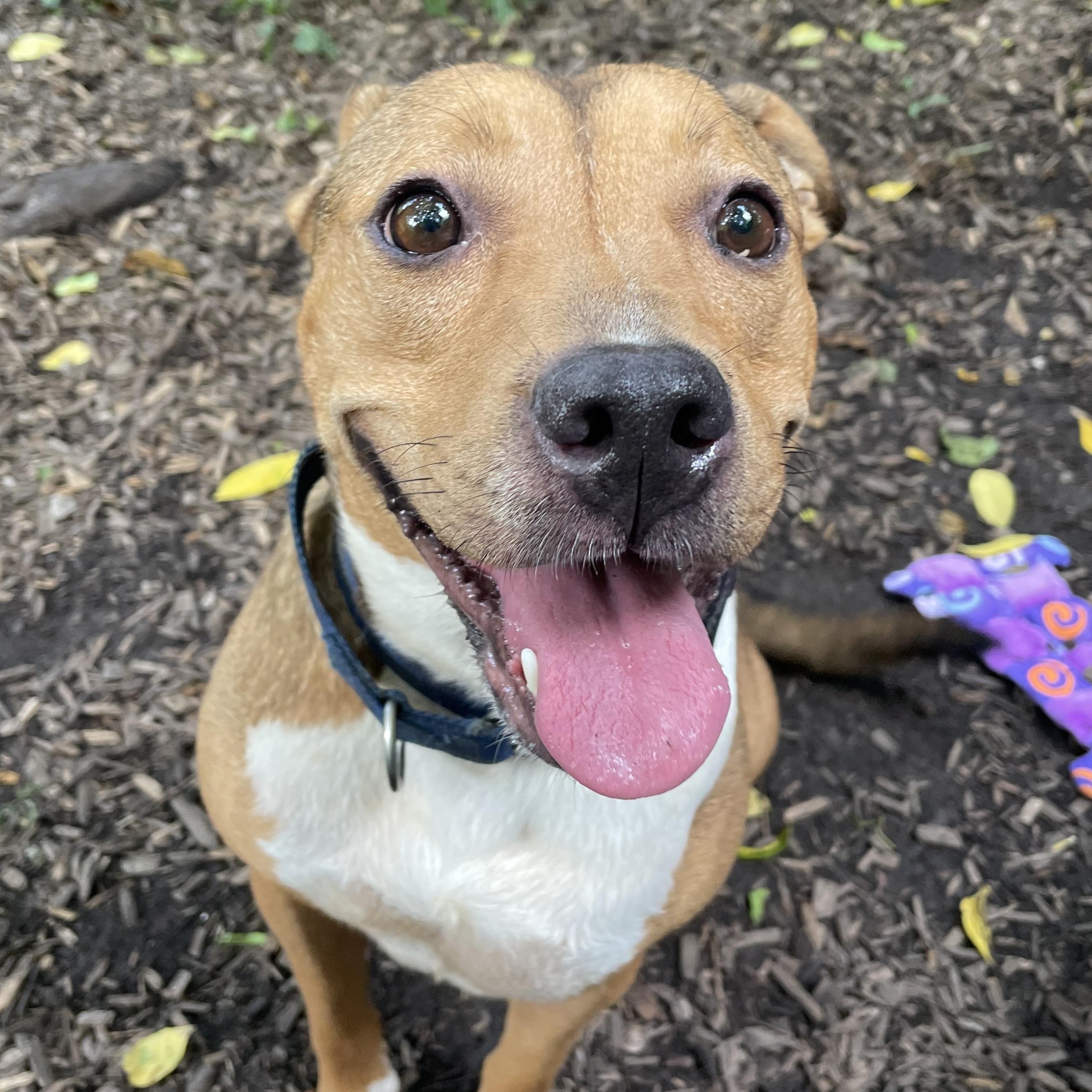 Bubbles, ADOPTABLE, Young Female Mixed Breed.