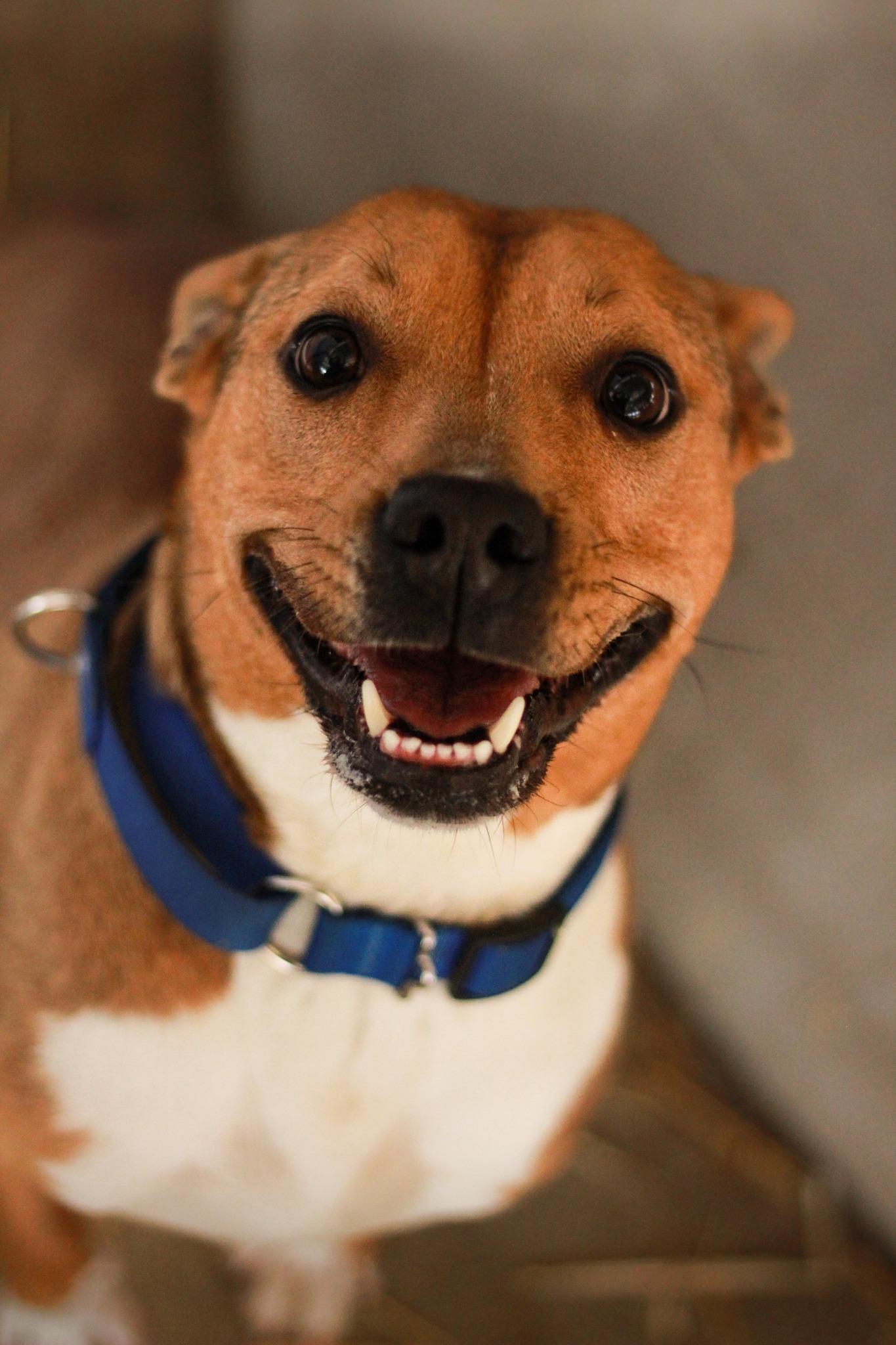 Enlarge Bubbles, a ADOPTABLE mixed breed in Spencer, IN image 2/3
