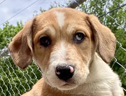 LuLu, ADOPTABLE, Young Female Shepherd.