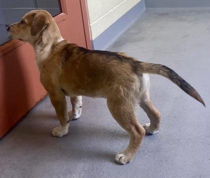 Enlarge LuLu, a ADOPTABLE Shepherd in Glasgow, KY image 2/2