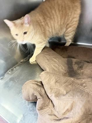 Enlarge Hudson, a Adoptable mixed breed in South Bend, IN image 1/1