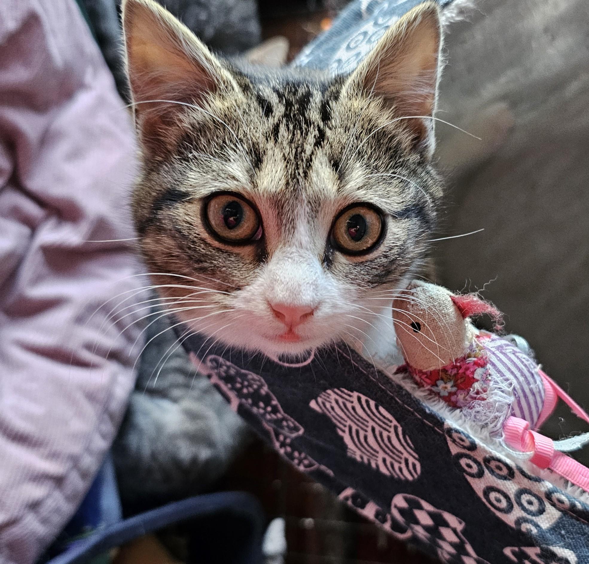 Nadia, adopted, Kitten Female Domestic Short Hair.