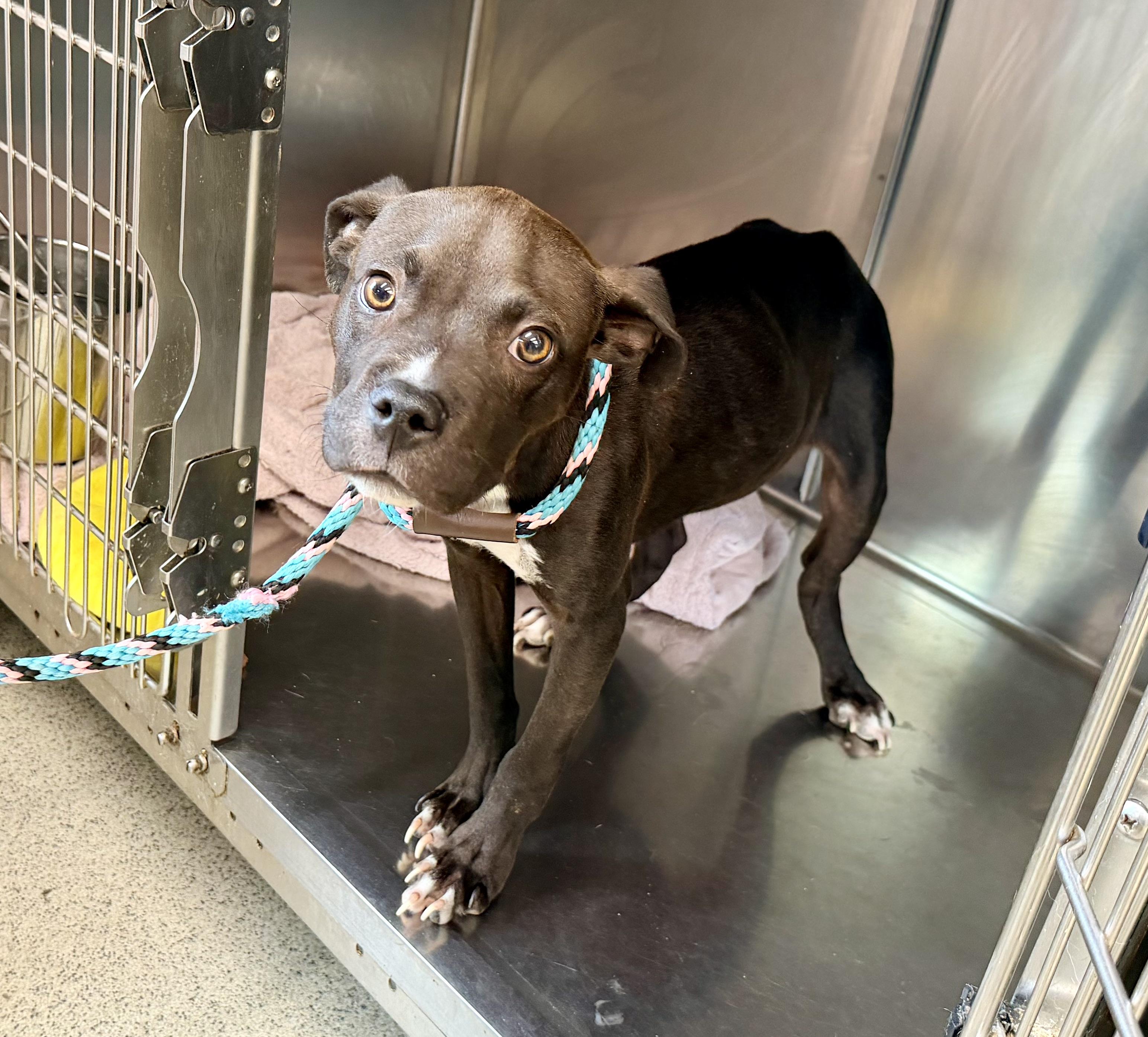 Coal, a ADOPTABLE mixed breed in Petersburg, VA image 3/6