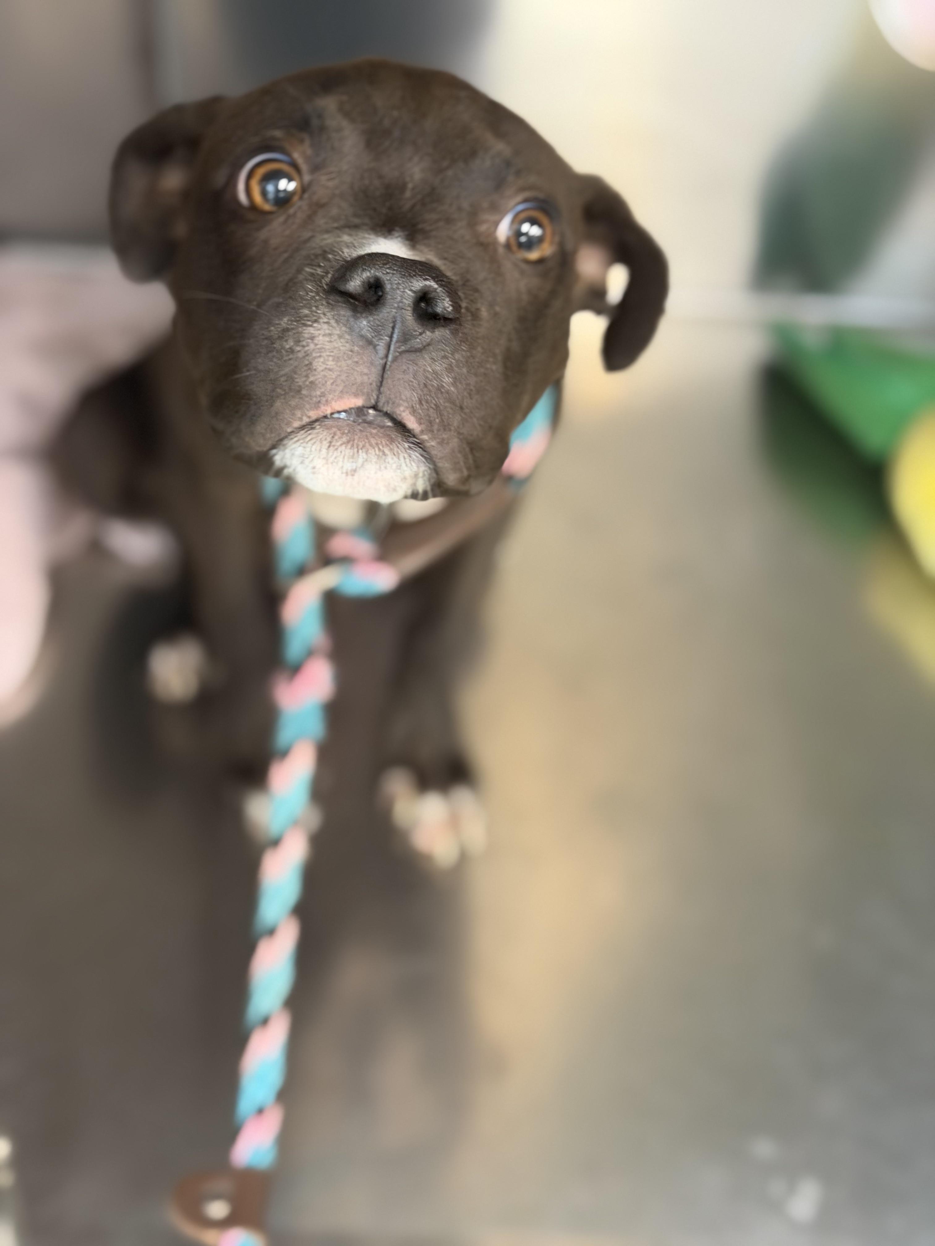 Coal, a ADOPTABLE mixed breed in Petersburg, VA image 5/6