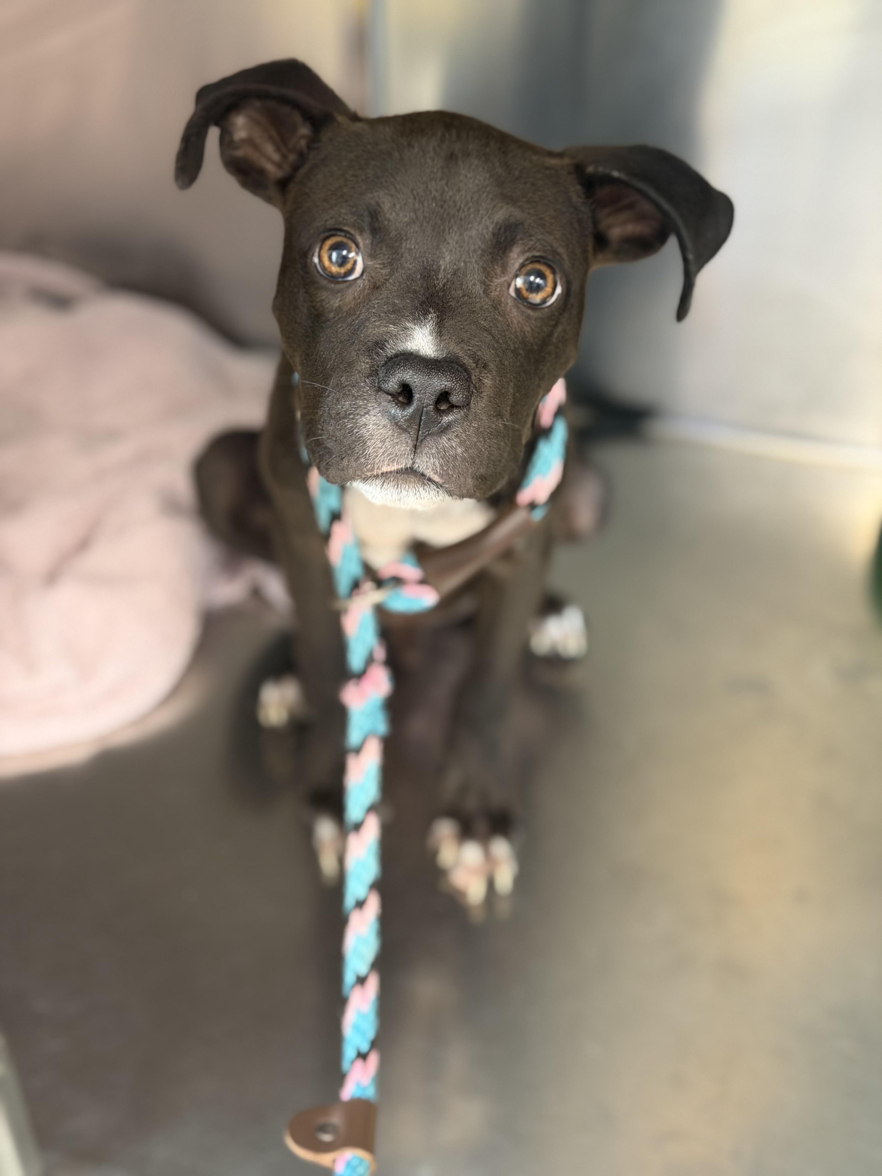Coal, a ADOPTABLE mixed breed in Petersburg, VA image 2/6