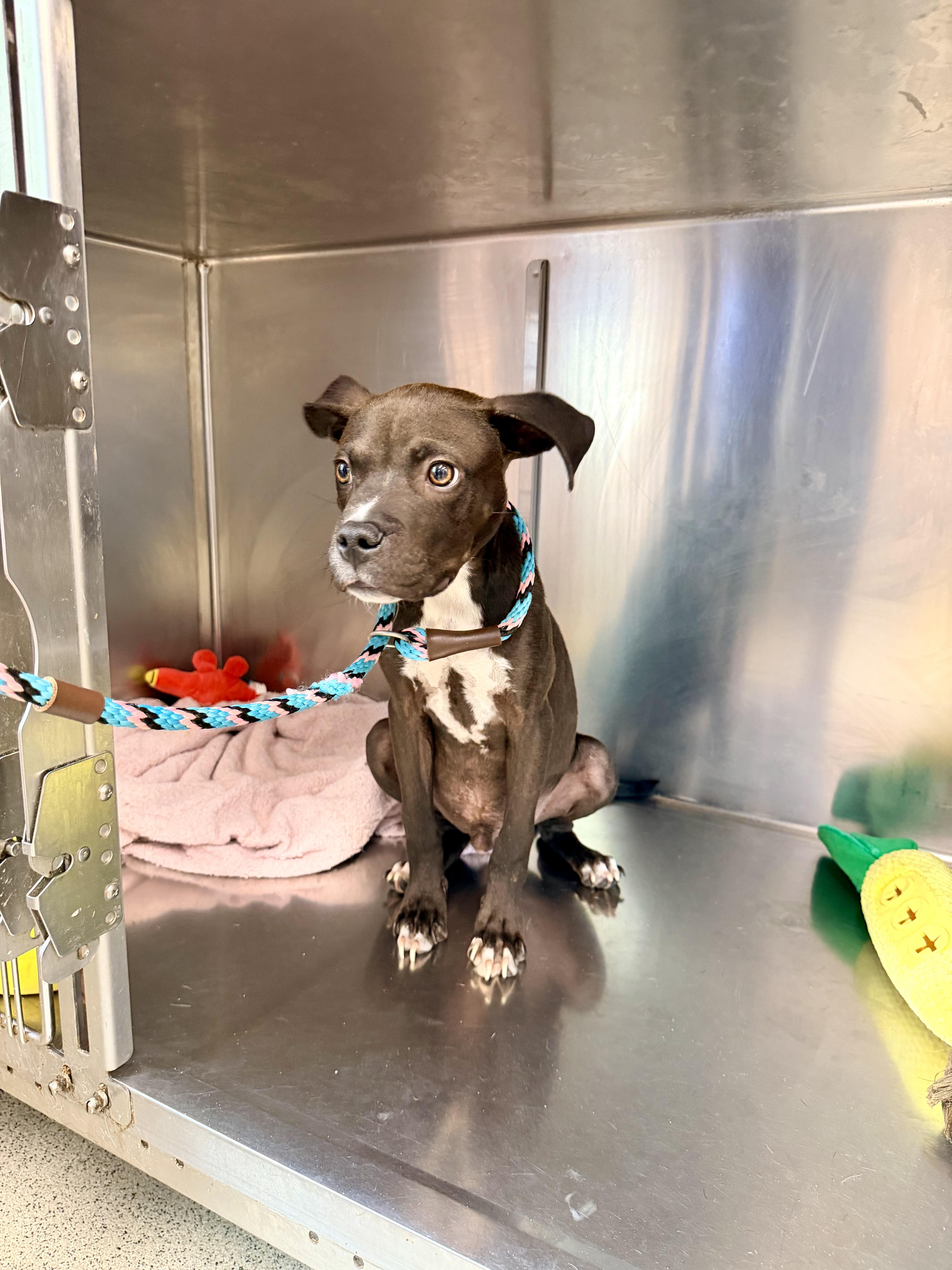 Coal, a ADOPTABLE mixed breed in Petersburg, VA image 6/6
