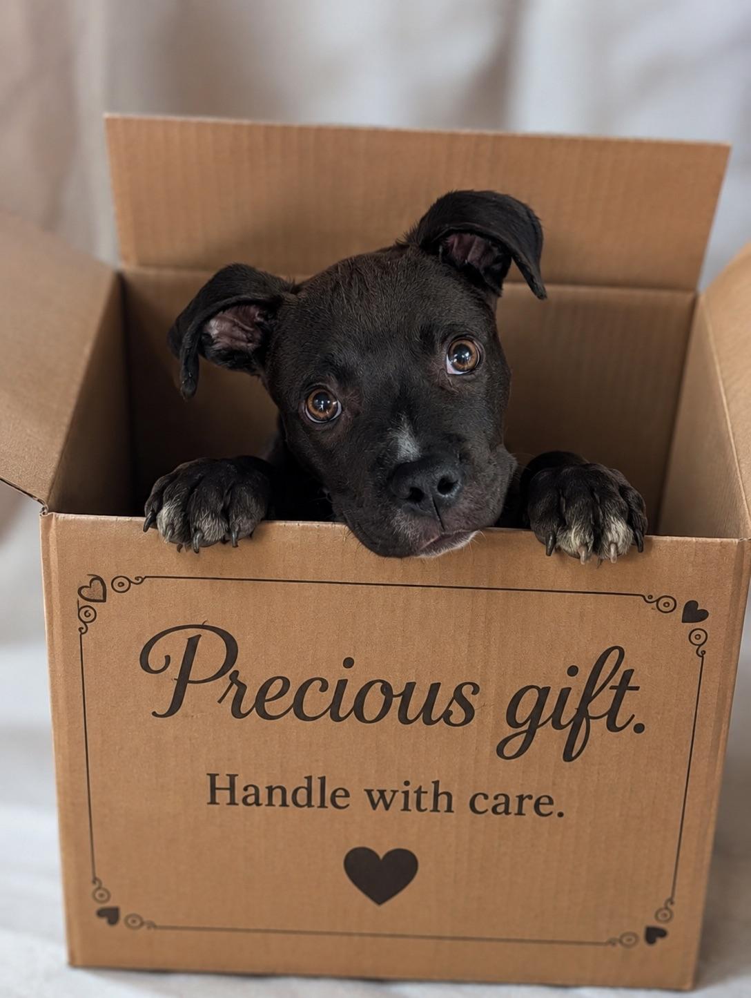 Coal, adopted, Puppy Male Mixed Breed.