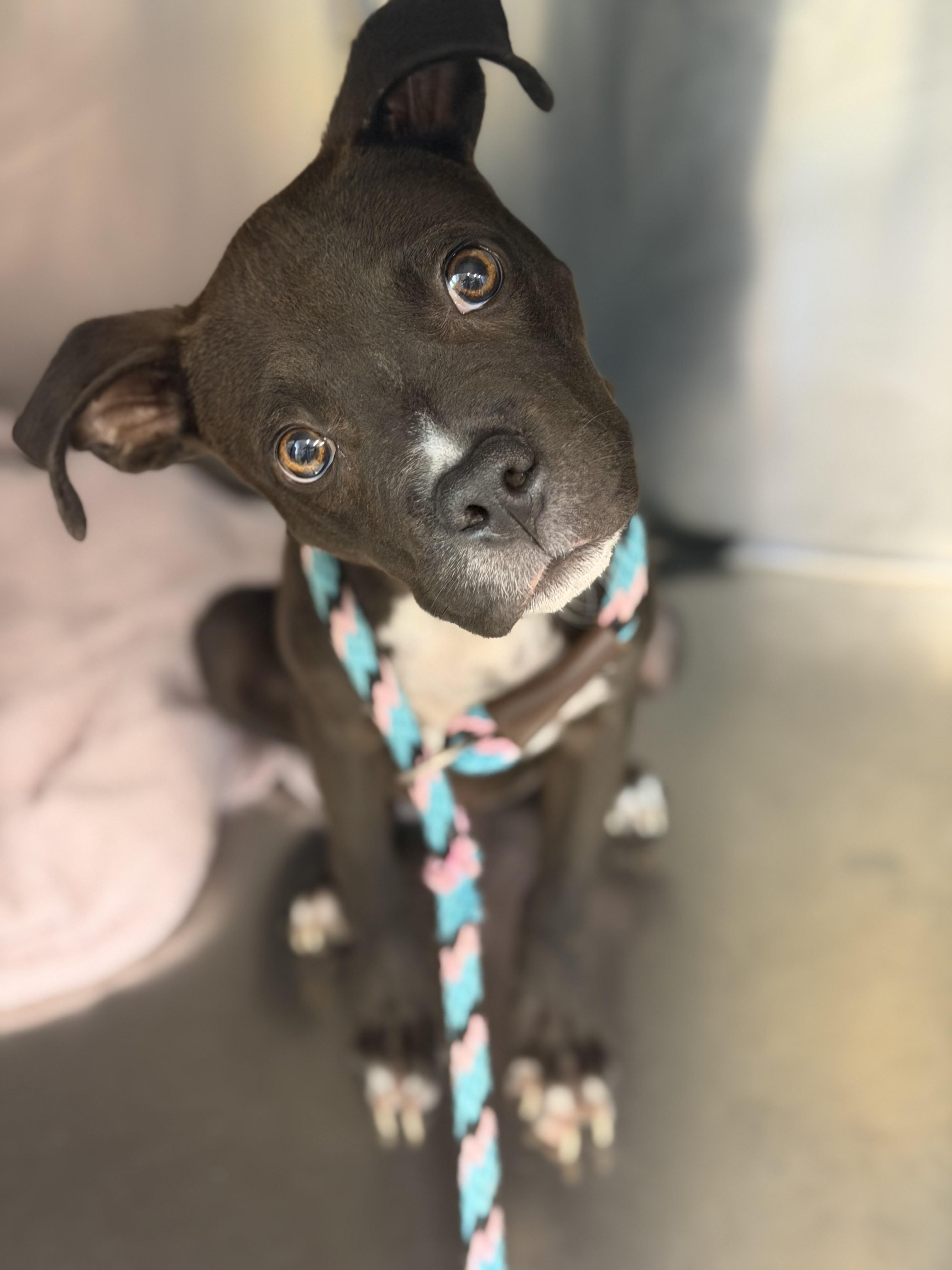 Coal, a ADOPTABLE mixed breed in Petersburg, VA image 4/6
