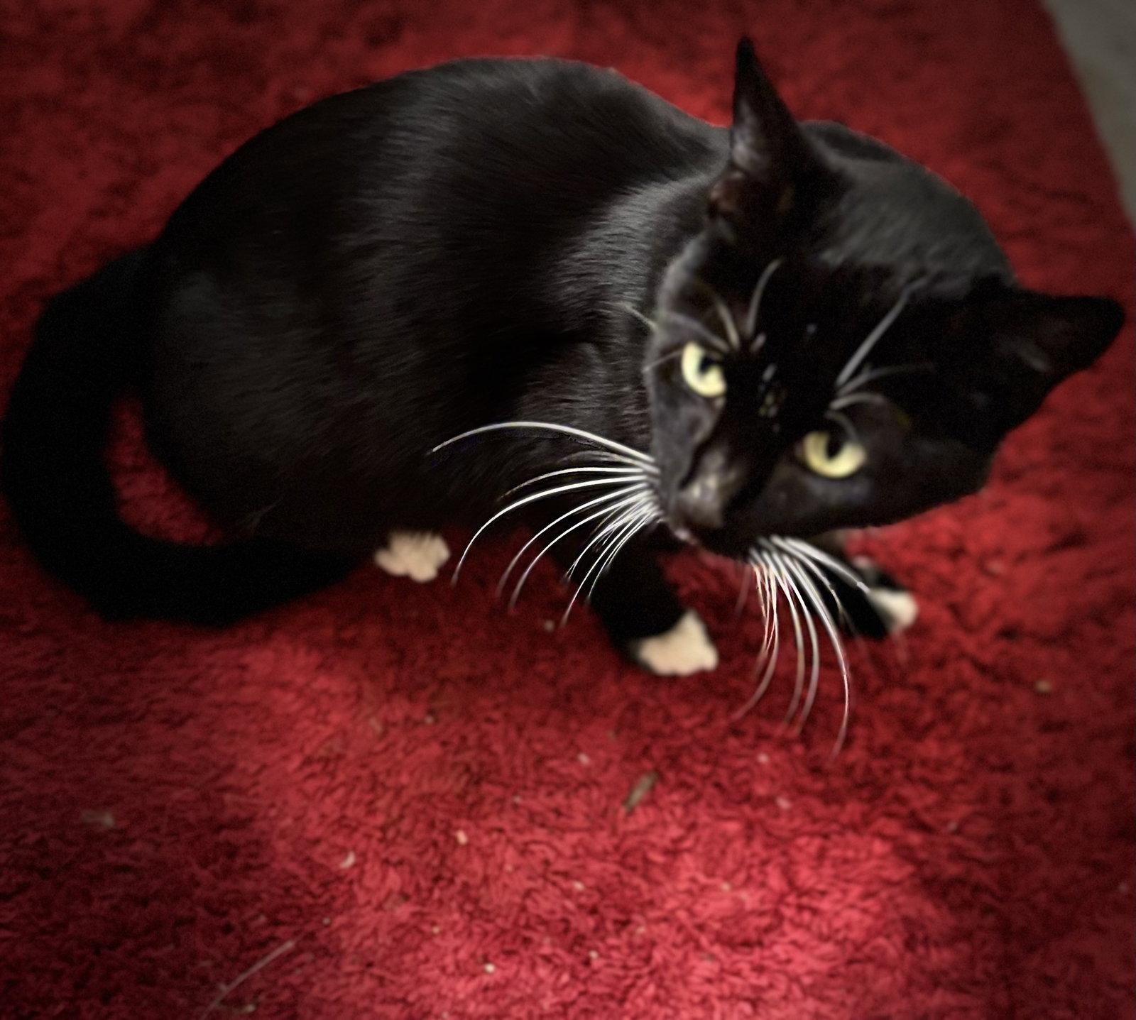 Whiskers, a Adoptable Domestic Short Hair in Oviedo, FL image 1/2