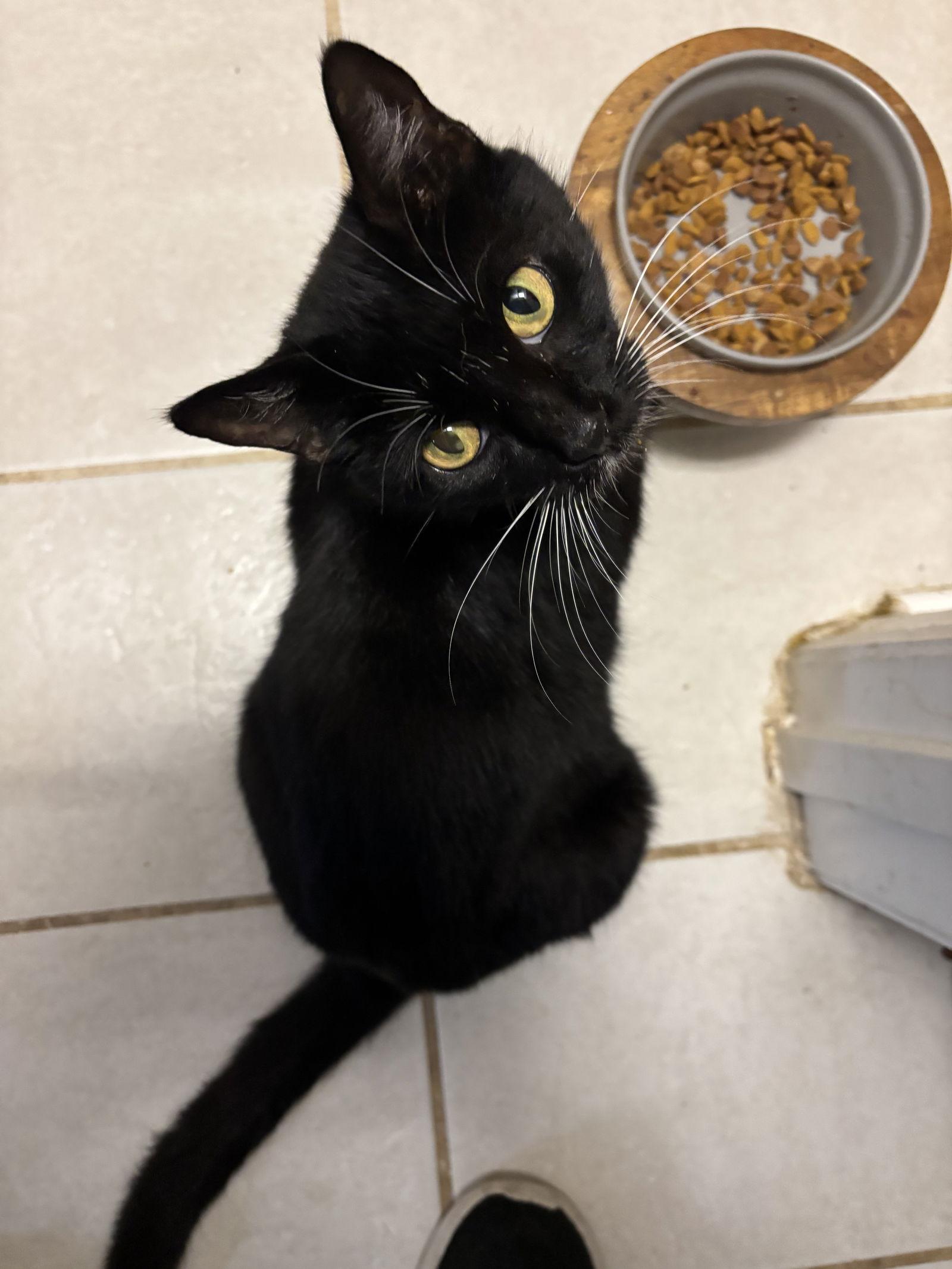 Whiskers, a Adoptable Domestic Short Hair in Oviedo, FL image 2/2