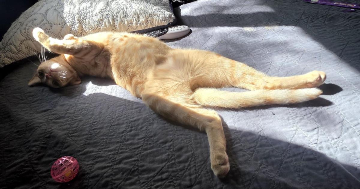 Enlarge Glorp Conehead, a Adoptable Domestic Short Hair in Chandler, AZ image 1/3