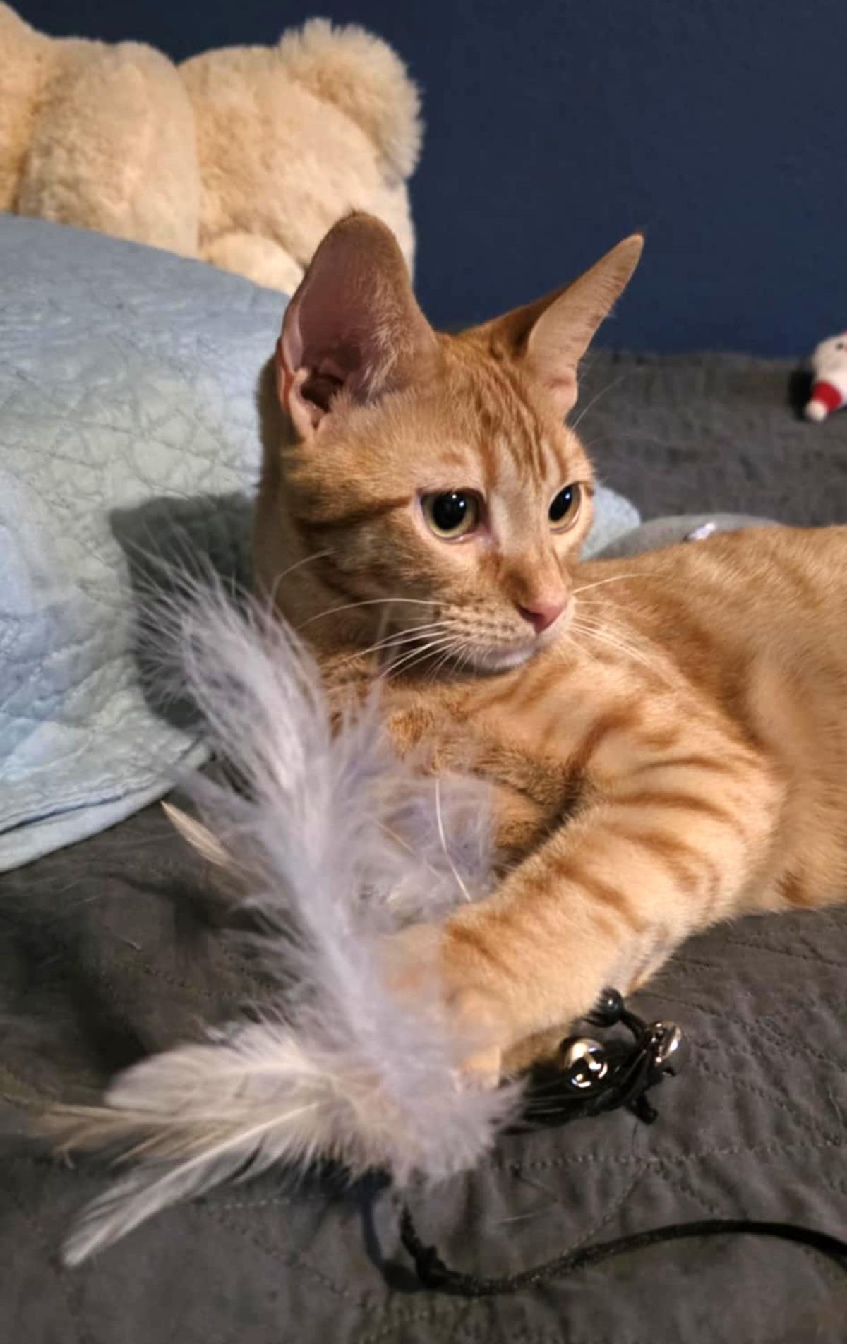 Enlarge Glorp Conehead, a Adoptable Domestic Short Hair in Chandler, AZ image 2/3