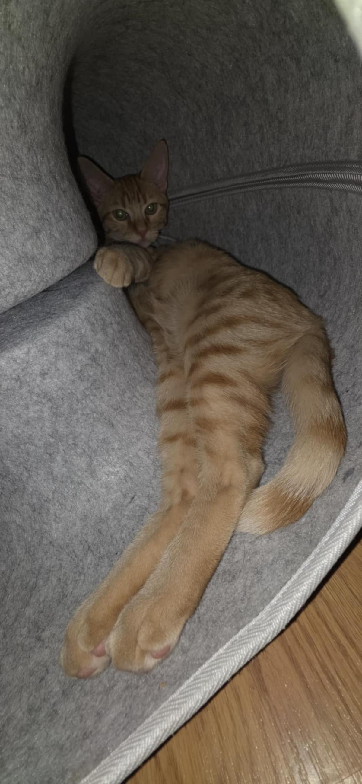 Enlarge Glorp Conehead, a Adoptable Domestic Short Hair in Chandler, AZ image 3/3