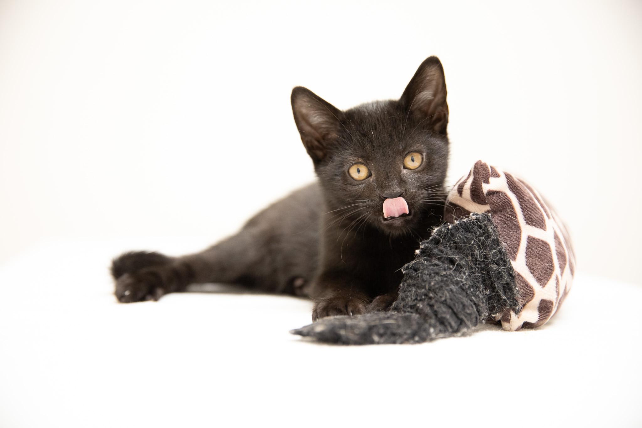 Silk, Adoptable, Kitten Female Domestic Short Hair.