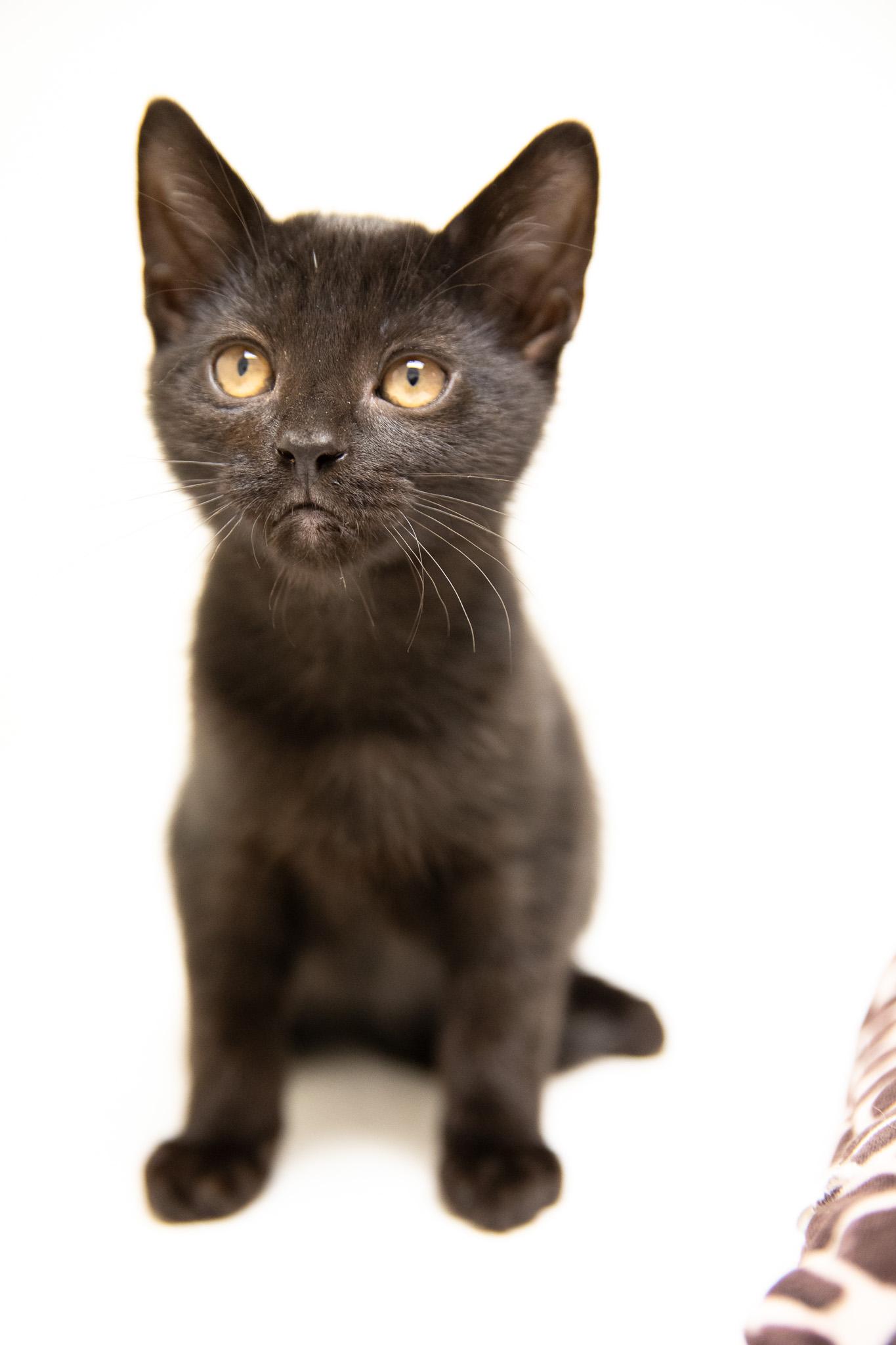 Enlarge Silk, a Adoptable Domestic Short Hair in Montclair, NJ image 2/6