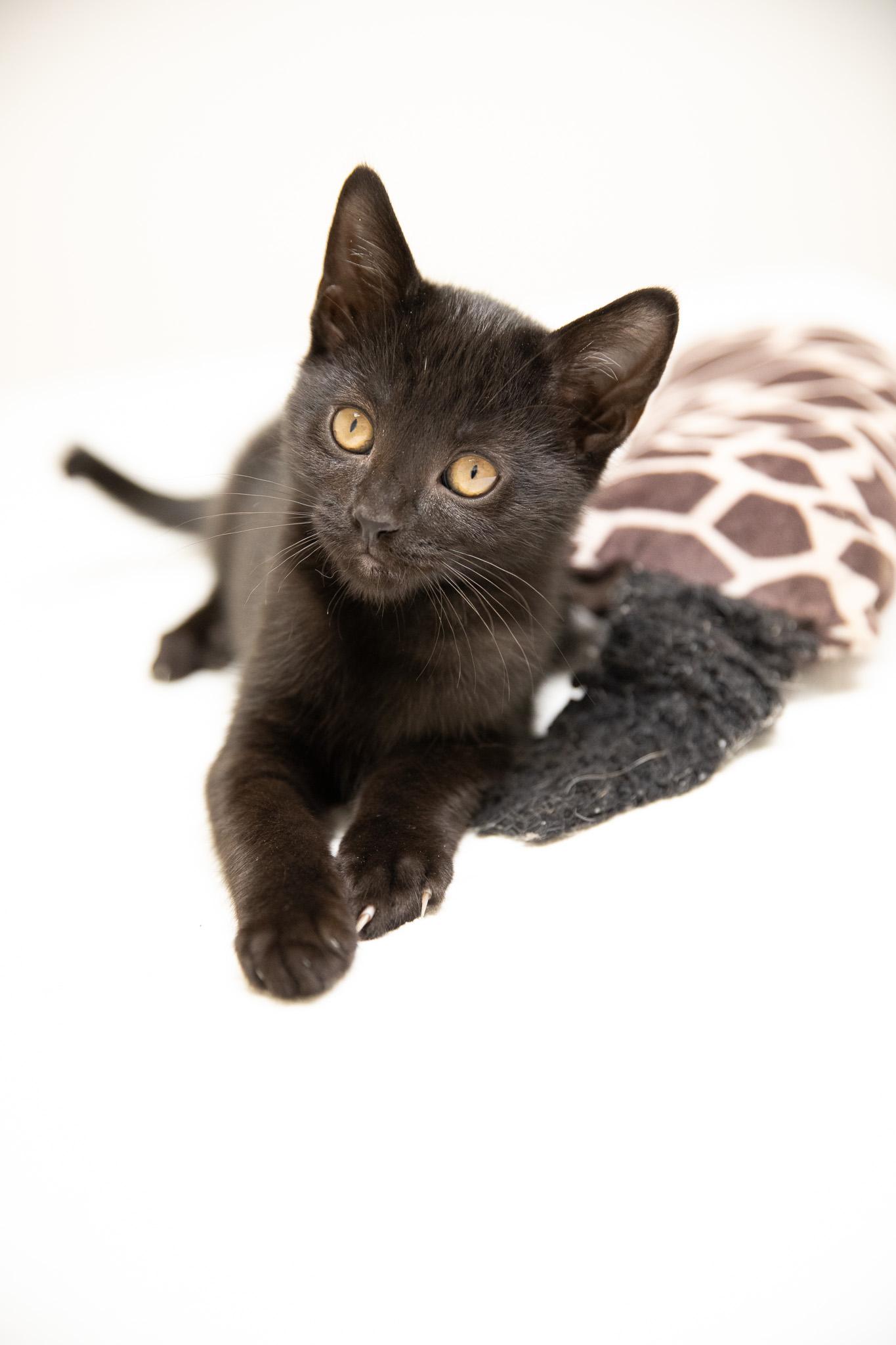 Enlarge Silk, a Adoptable Domestic Short Hair in Montclair, NJ image 3/6