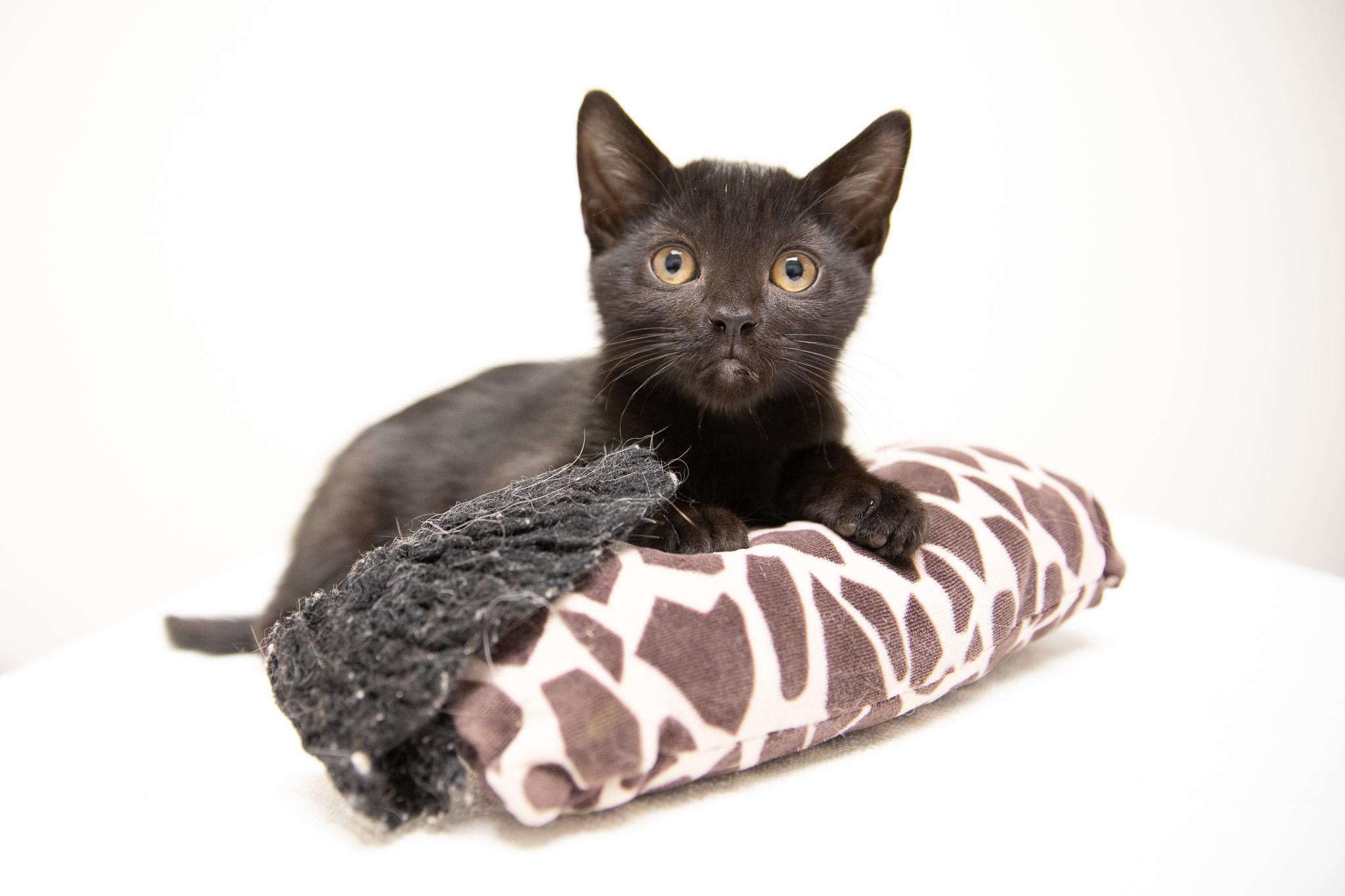Enlarge Silk, a Adoptable Domestic Short Hair in Montclair, NJ image 4/6