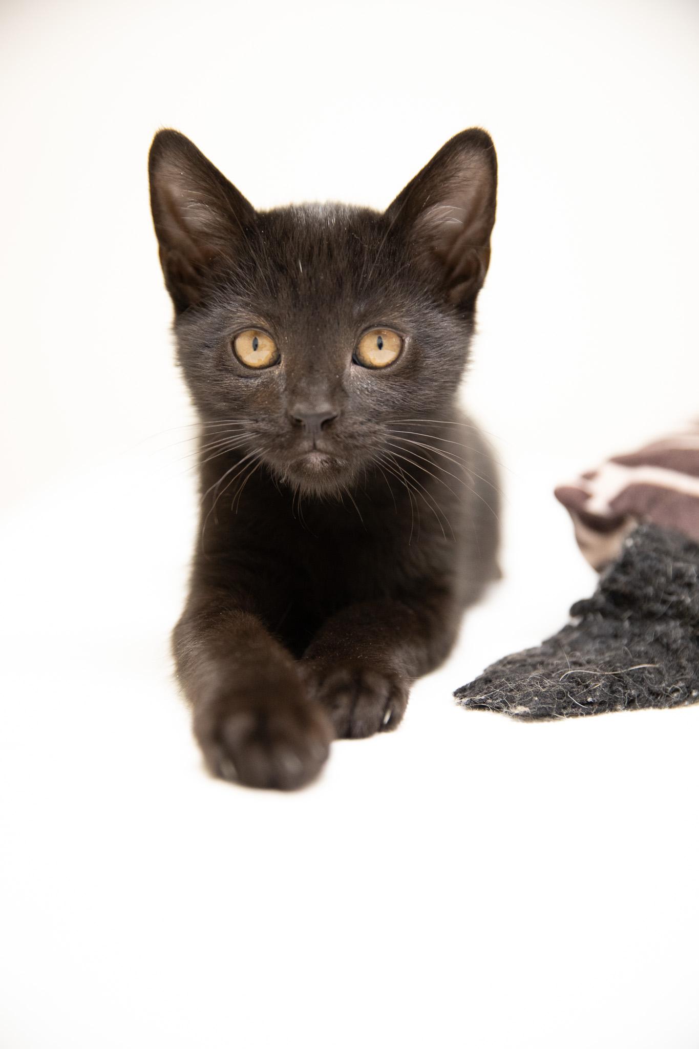 Enlarge Silk, a Adoptable Domestic Short Hair in Montclair, NJ image 5/6