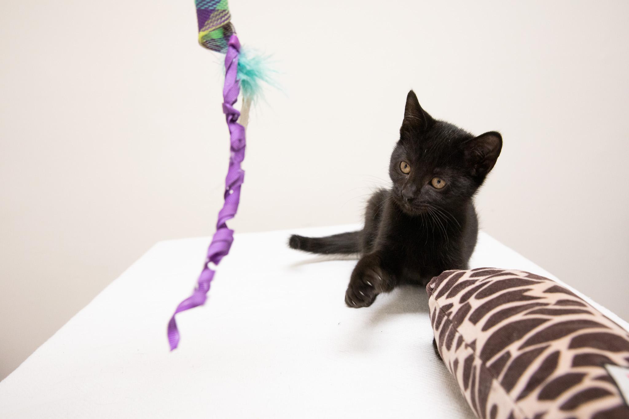 Enlarge Silk, a Adoptable Domestic Short Hair in Montclair, NJ image 6/6