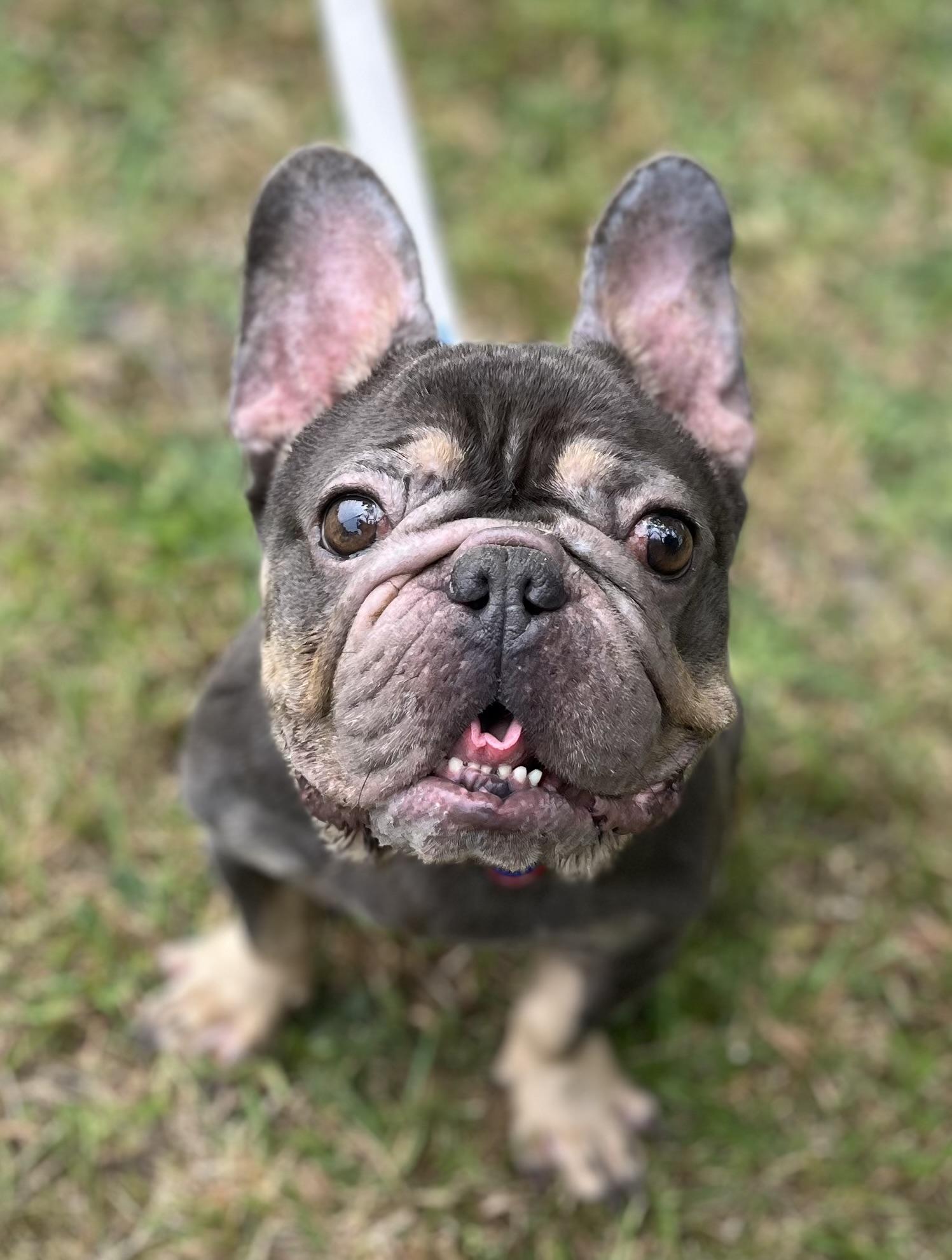 Enlarge Charlotte, a Adopted French Bulldog in Egg Harbor City, NJ image 2/4