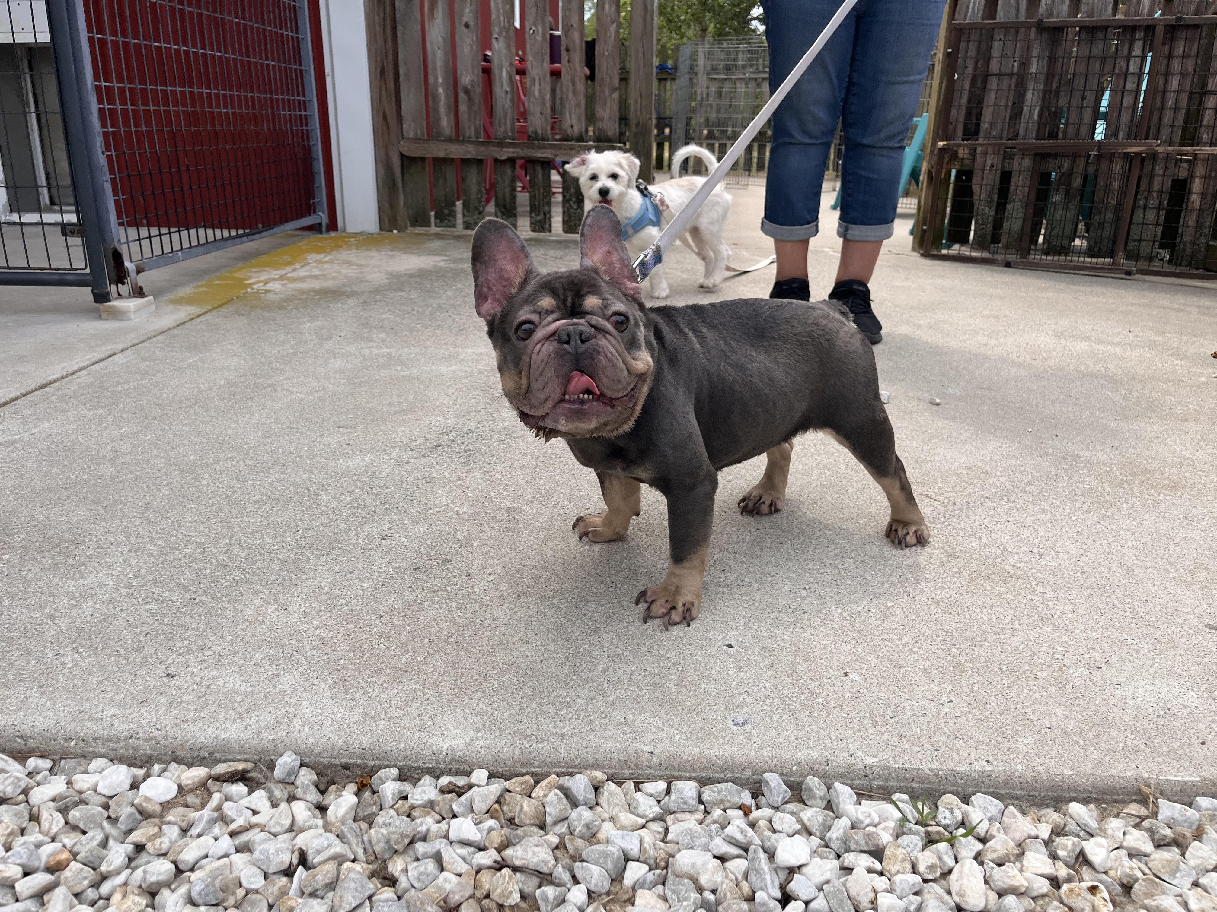 Enlarge Charlotte, a Adopted French Bulldog in Egg Harbor City, NJ image 3/4