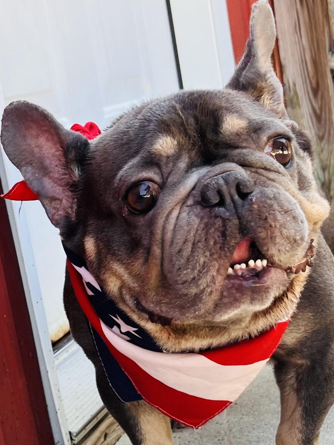 Charlotte, Adopted, Young Female French Bulldog.