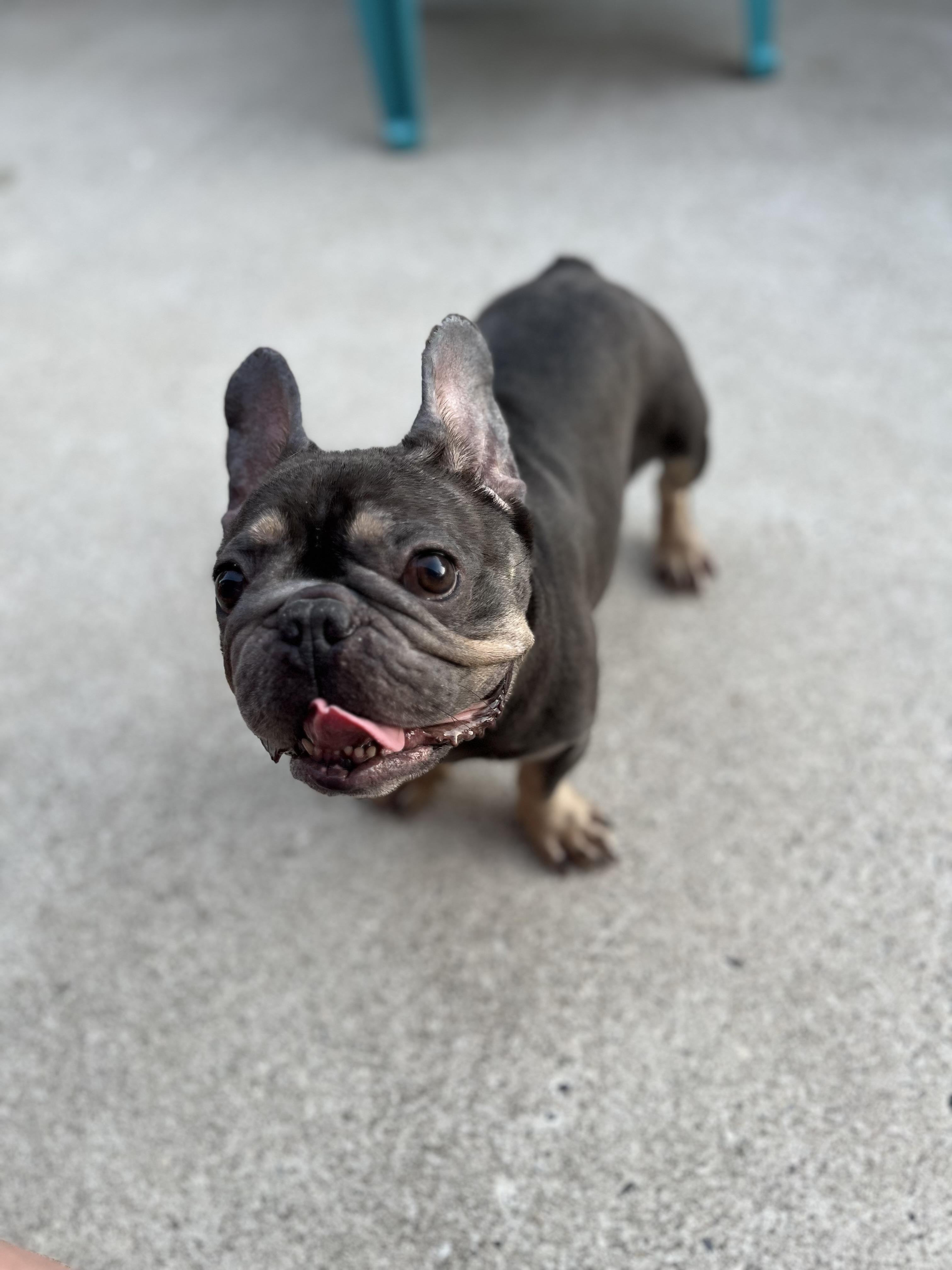 Enlarge Charlotte, a Adopted French Bulldog in Egg Harbor City, NJ image 4/4