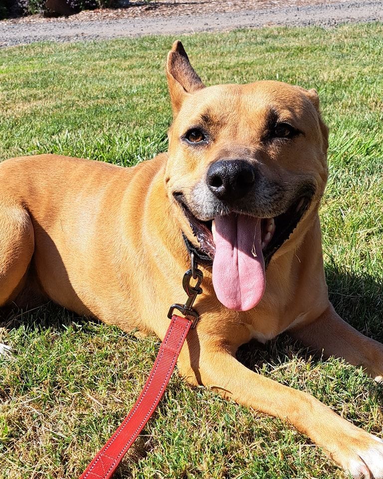 Jazzy, a Adoptable Staffordshire Bull Terrier in Silverton, OR image 1/9