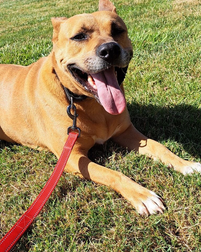 Jazzy, a Adoptable Staffordshire Bull Terrier in Silverton, OR image 2/9