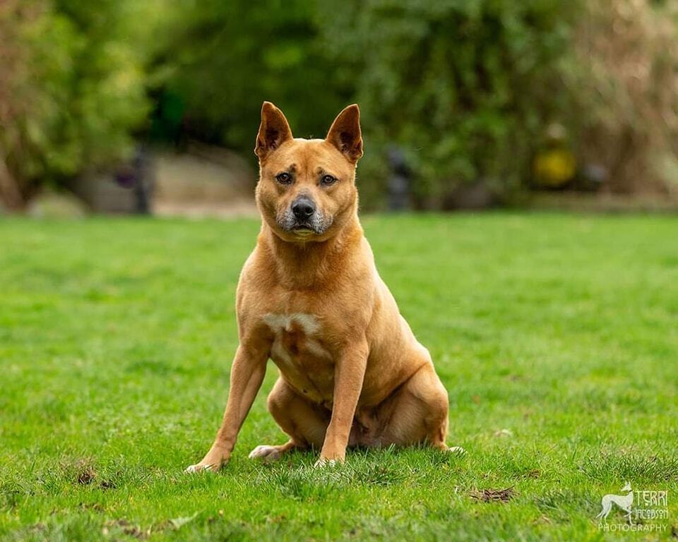 Jazzy, a Adoptable Staffordshire Bull Terrier in Silverton, OR image 3/9