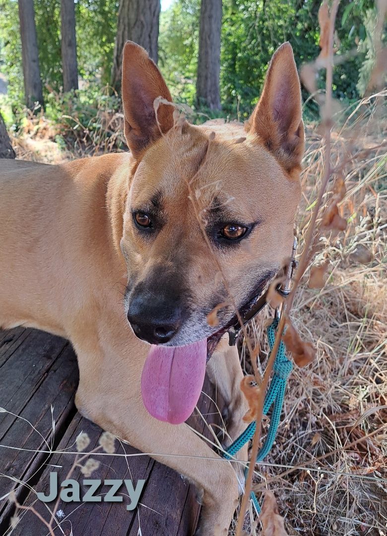 Jazzy, a Adoptable Staffordshire Bull Terrier in Silverton, OR image 4/9