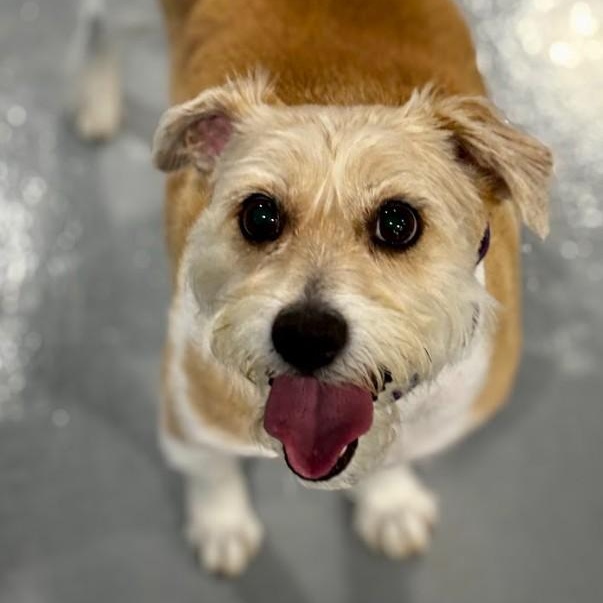 Jasper, Adoptable, Adult Male Beagle & Shih Tzu.