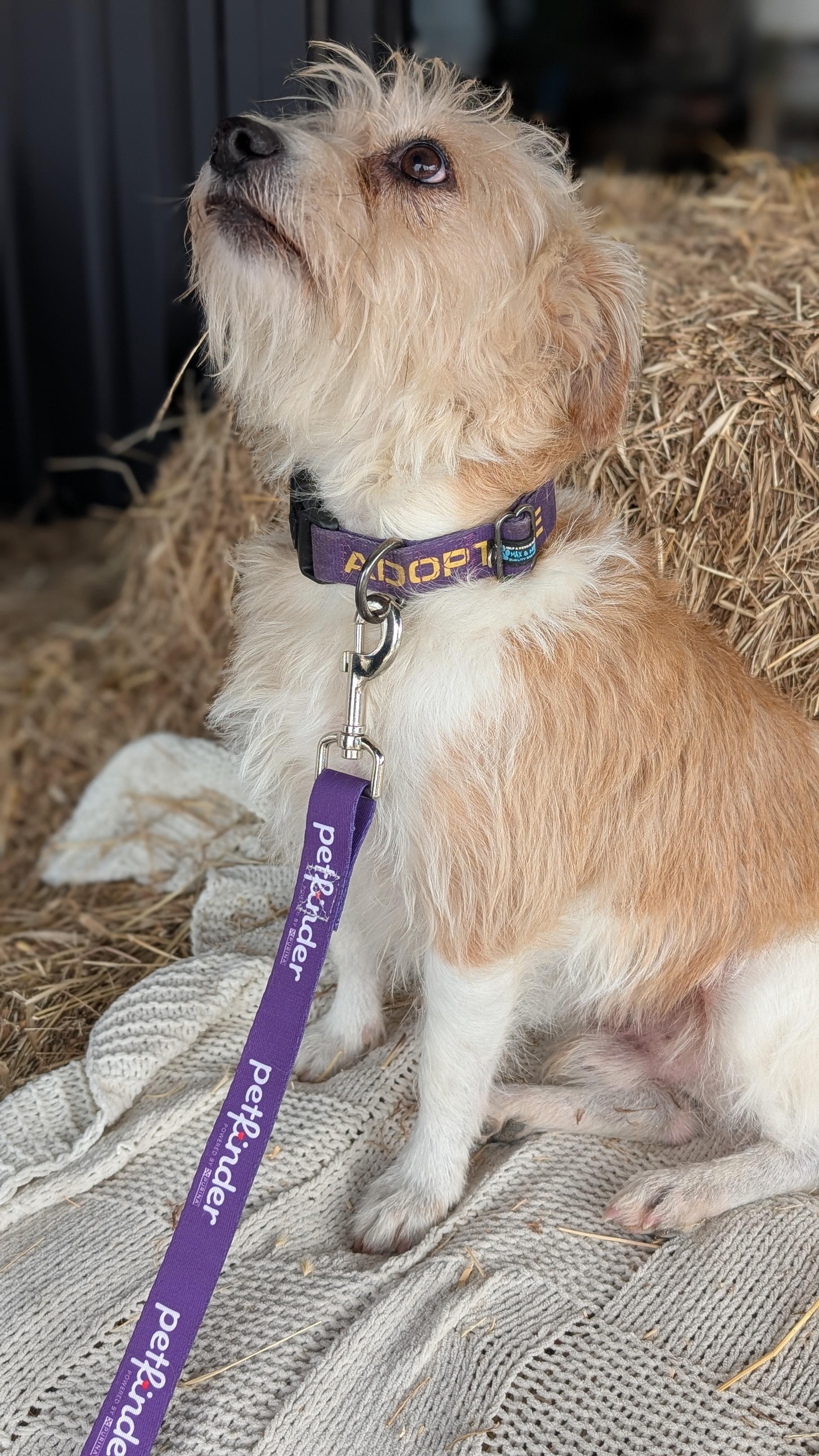 Enlarge Jasper, a Adoptable mixed breed in Joppa, AL image 3/5