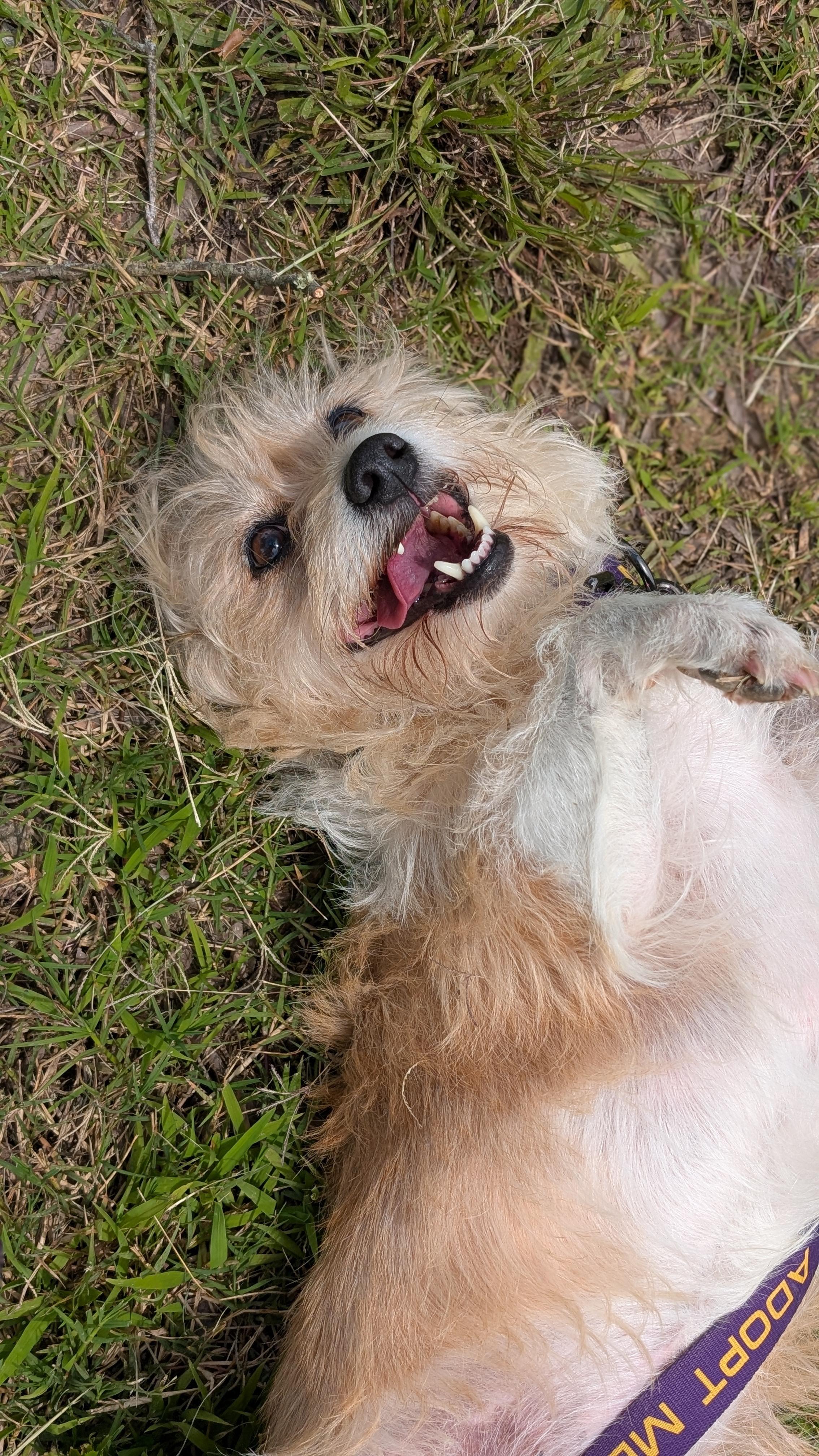 Jasper, a Adoptable mixed breed in Joppa, AL image 2/5