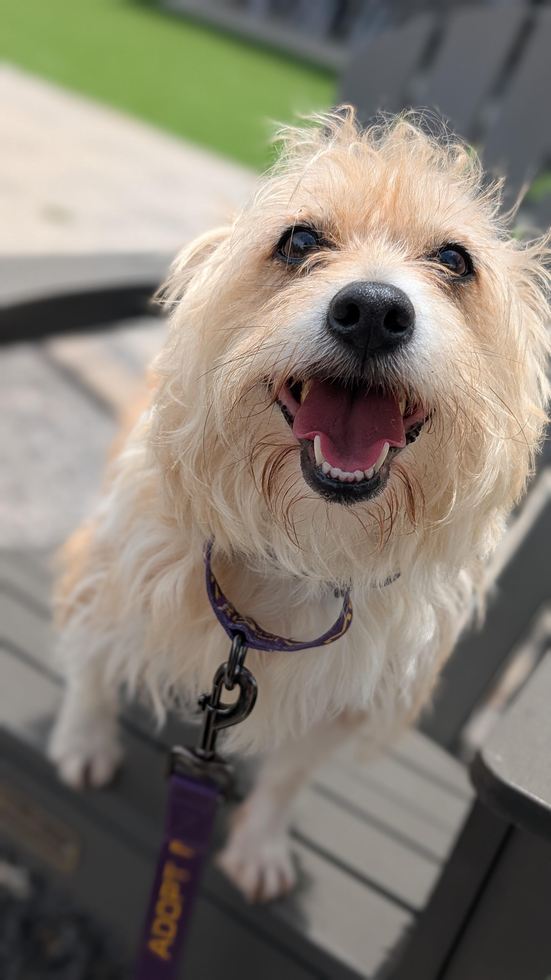 Jasper, a Adoptable mixed breed in Joppa, AL image 3/5