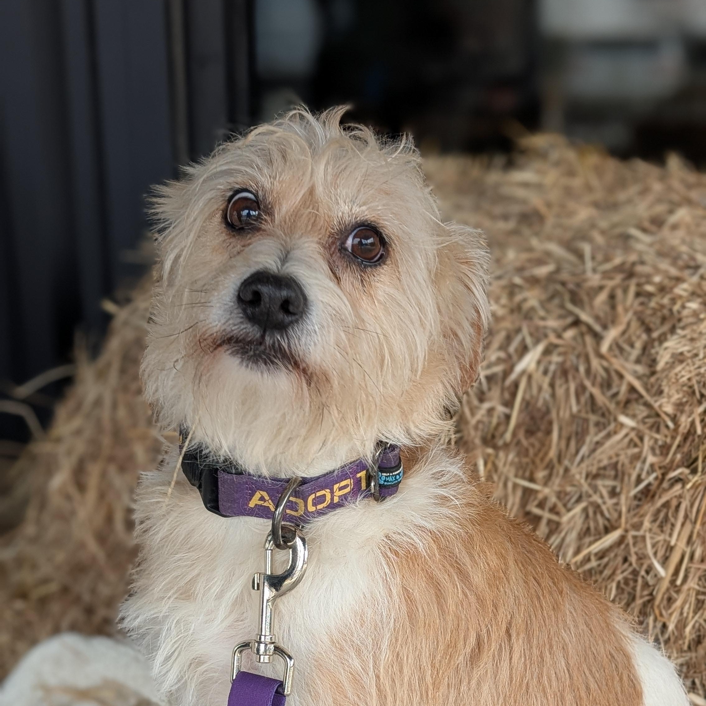 Enlarge Jasper, a Adoptable mixed breed in Joppa, AL image 1/5