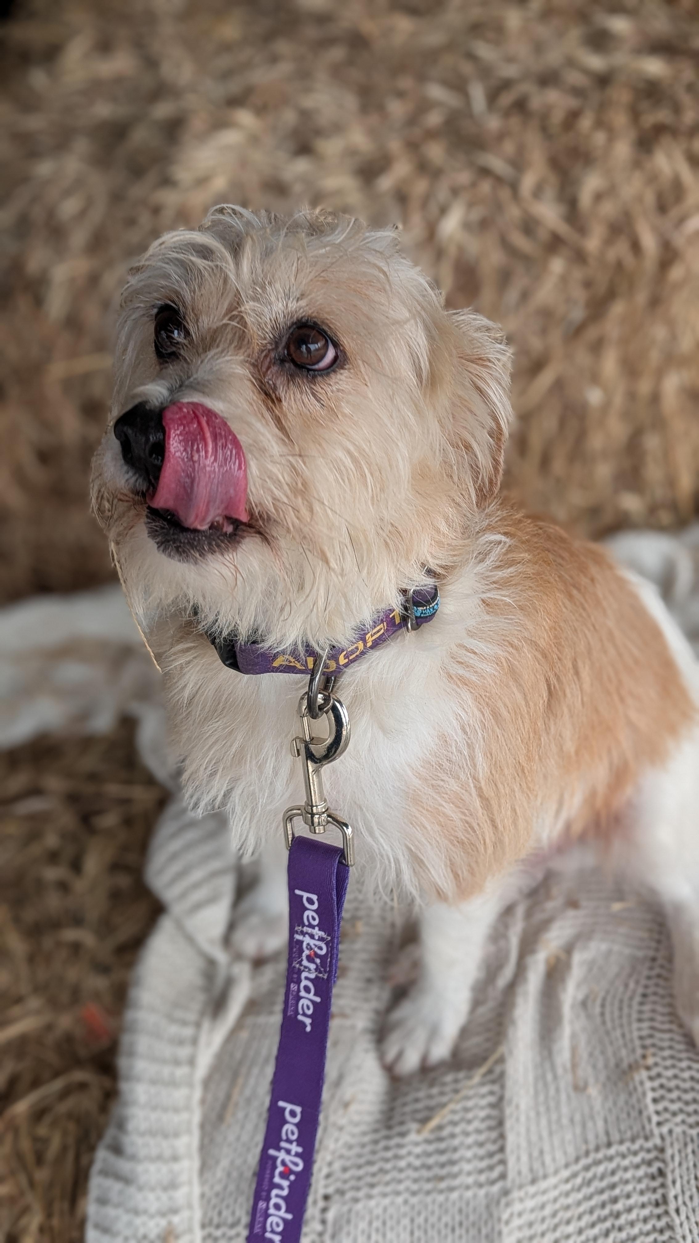 Enlarge Jasper, a Adoptable mixed breed in Joppa, AL image 5/5