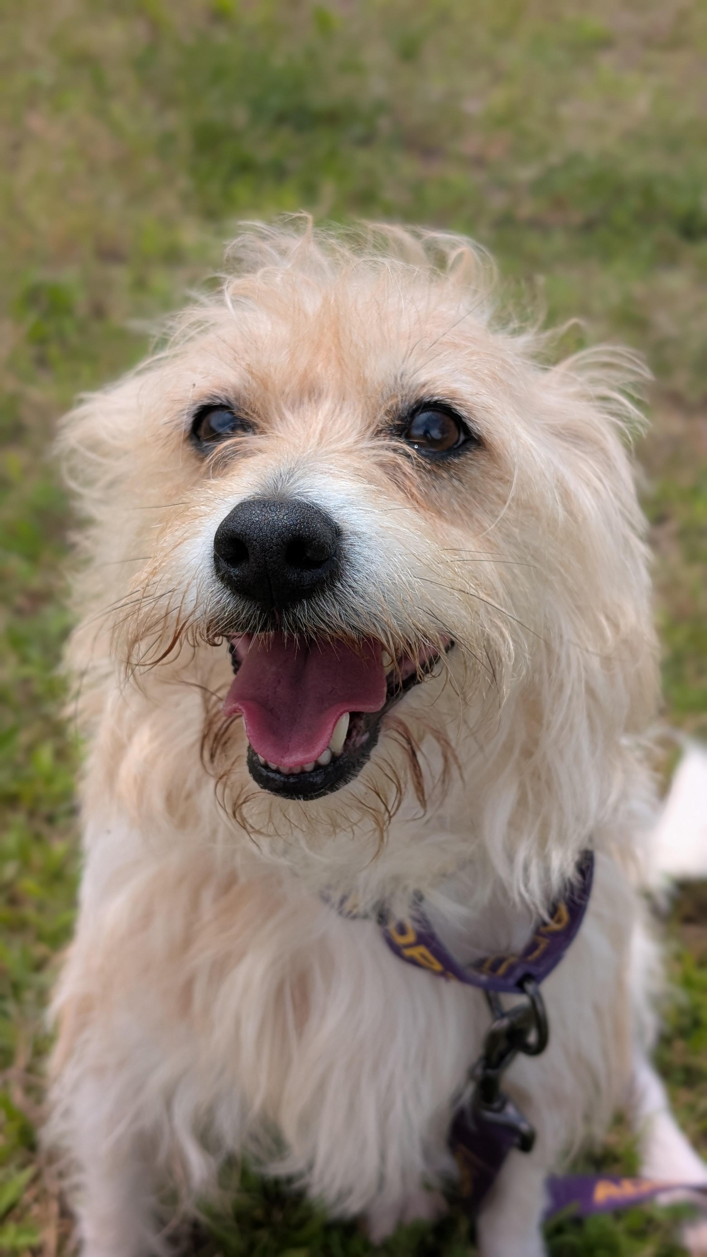 Jasper, a Adoptable mixed breed in Joppa, AL image 1/5